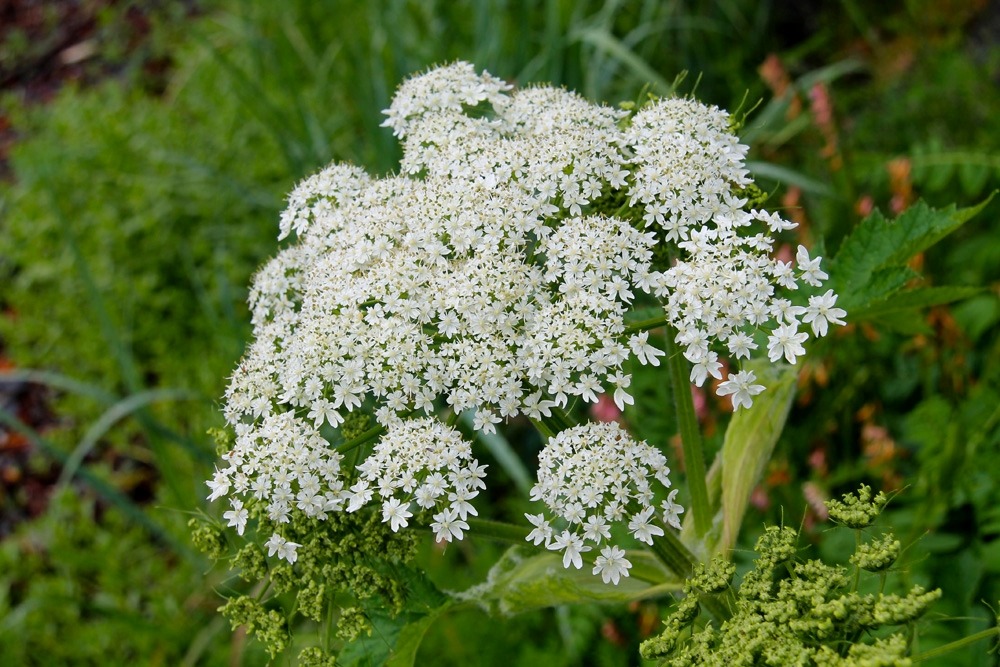 Cluster of white Cow Parsnip flowers.