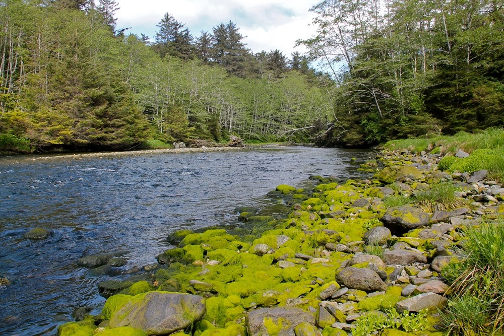 Moss covered rocks and red alder line a river.