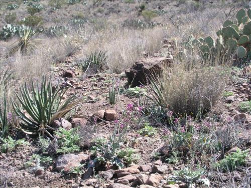 Streptanthus carinatus. Big Bend National Park, Route 13, mile 15. March 2004