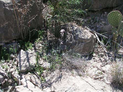 Streptanthus cutleri. Big Bend National Park, Tunnel. March 2004