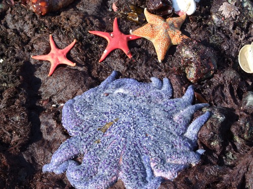 Purple and orange sea stars on the rocky beach.