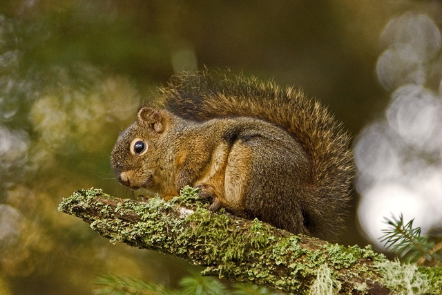 A bushy-tailed squirrel sits on a moss covered branch. 