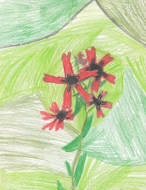 Fire Pink - Divide Elementary - K. Oiler