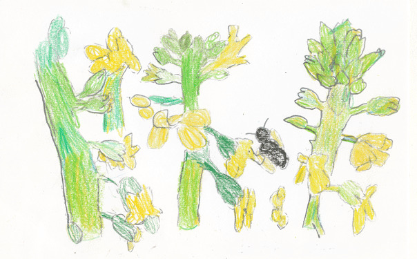 Winter Cress - Divide Elementary - H. Jones