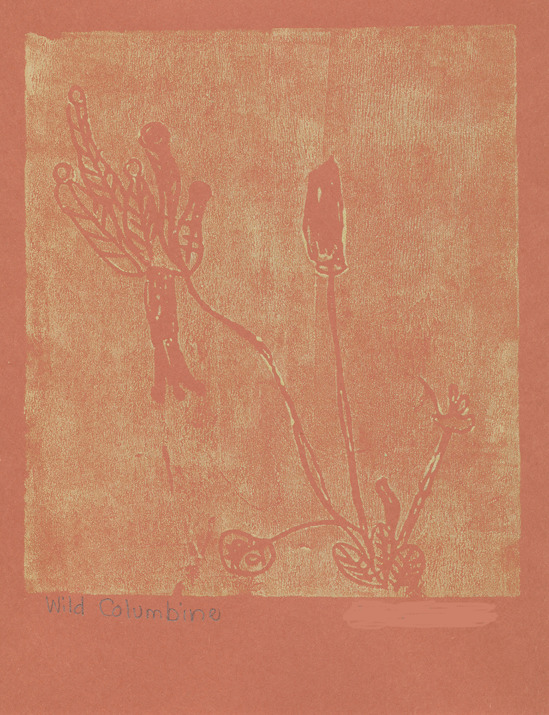 Wild Columbine - Divide Elementary - E. Ellison