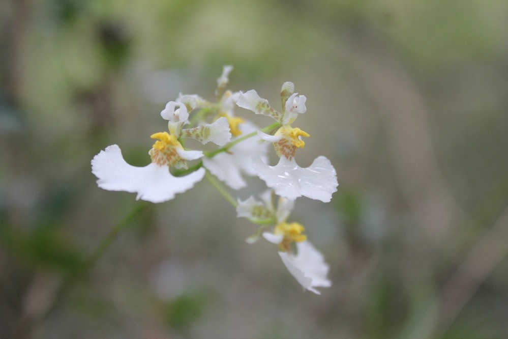 Dancing-lady orchid (Tolumnia prionochila)