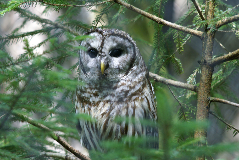 Barred Owl in a tree