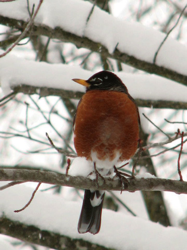 American robin perched on a snow covered branch 