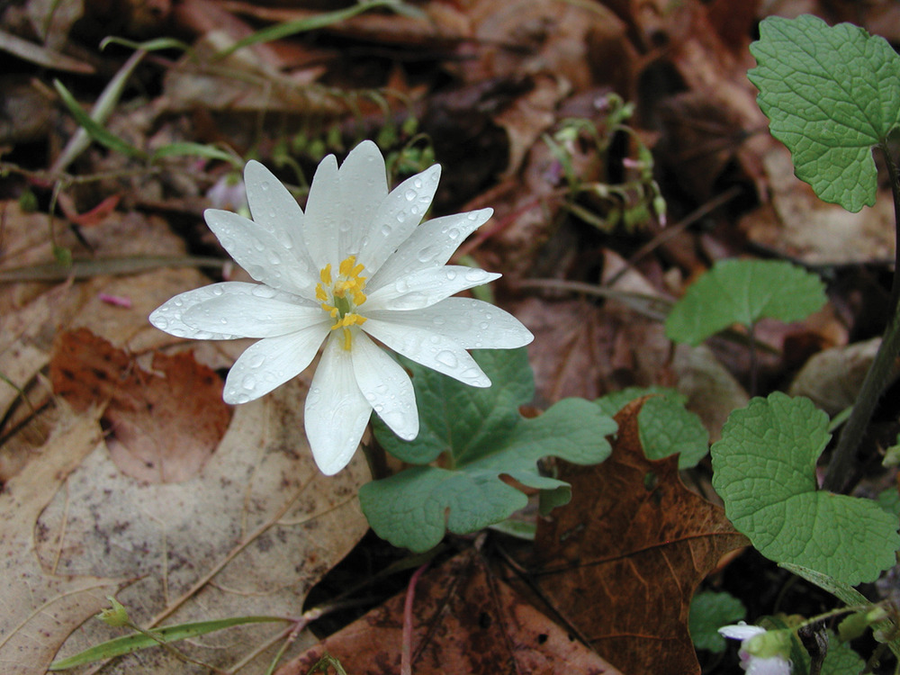 Close up shot of blooming Bloodroot.