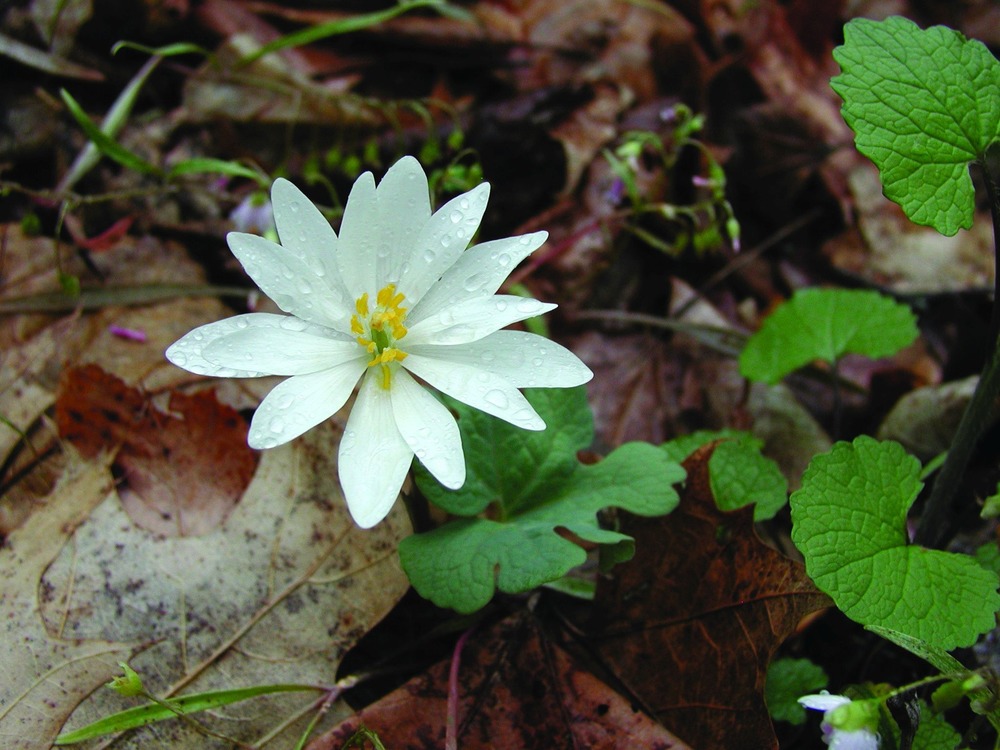A bloodroot emerges from the forest floor in early spring.