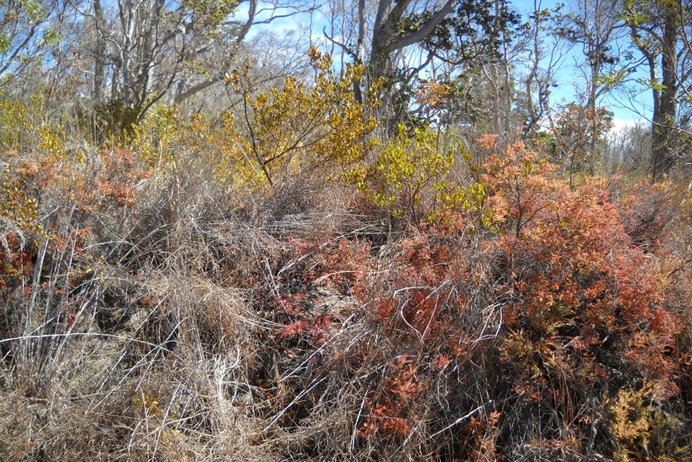 The drought of 2010 has brought extreme fire danger in Hawai`i Volcanoes National Park.