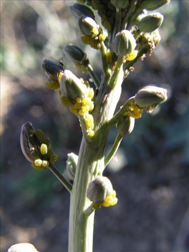 Streptanthus carinatus. Big Bend National Park, Route 13, mile 15. February 2004
