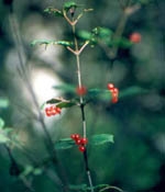 tall, thin plant with small red berries