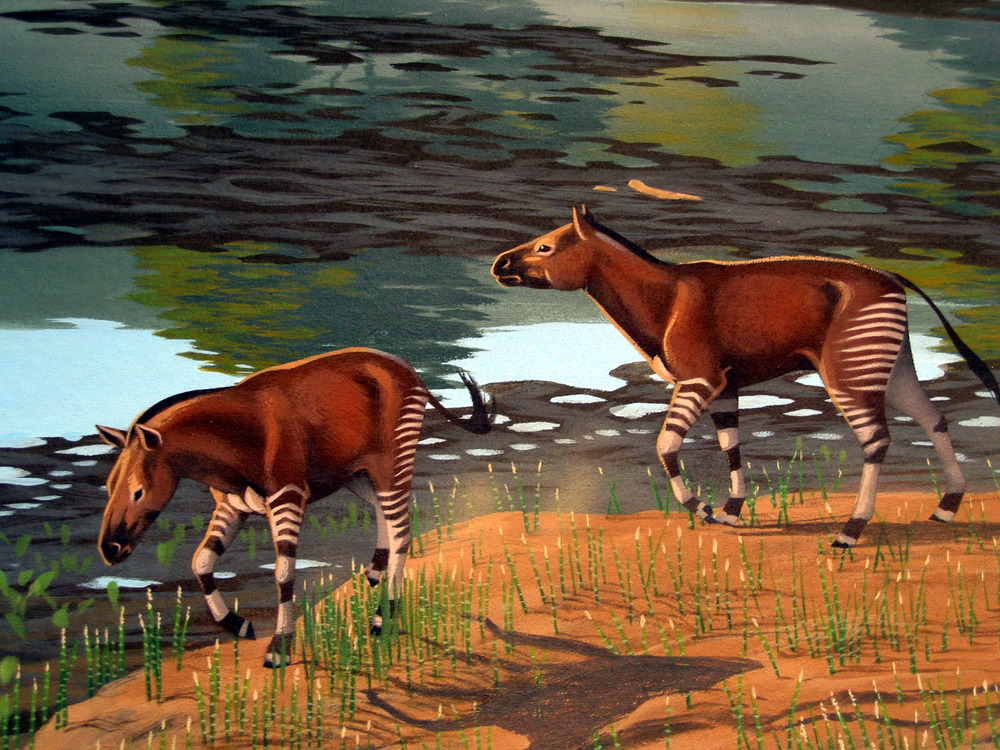 Epihippus gracilis