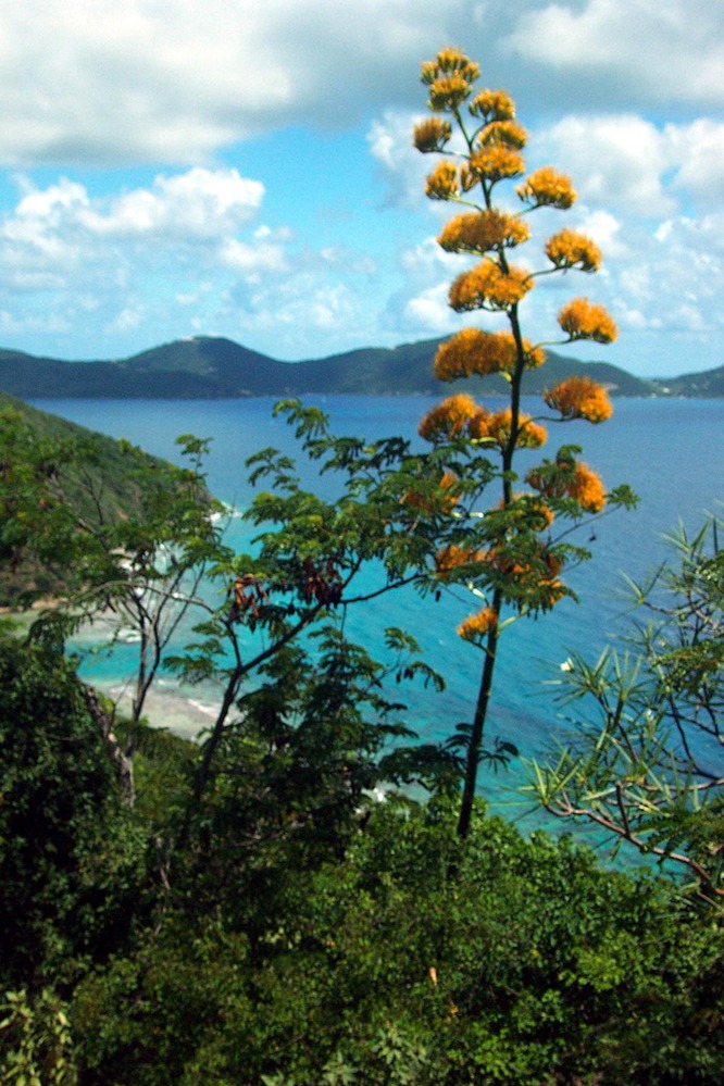 Century plant (Agave missionum)