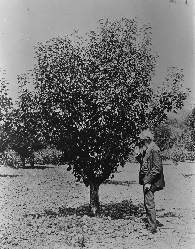 John Muir looking at Pear tree