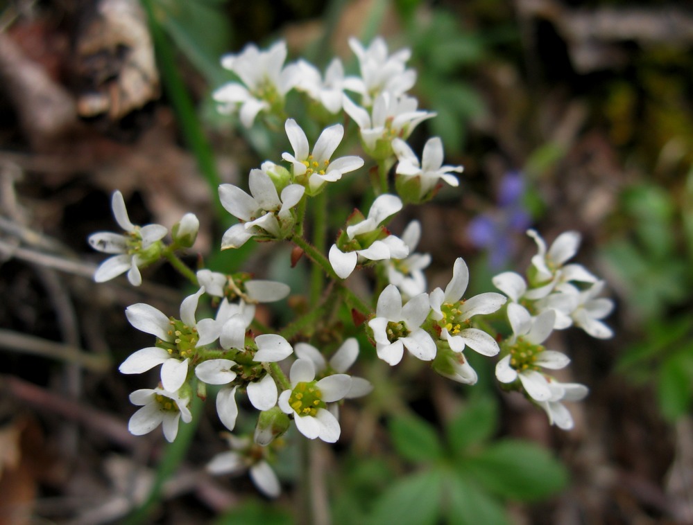 Dozens of white blossoms of the Early Saxifrage fill the view.