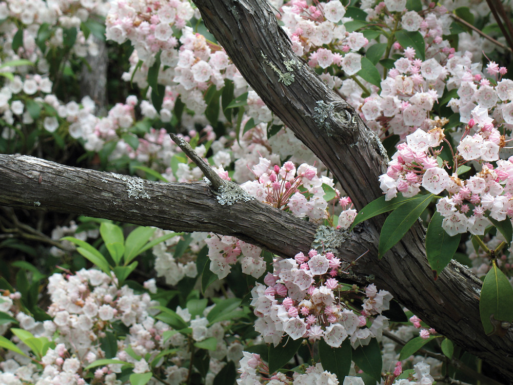 Abunt blossoms of white and pale pink burst forth from the tangle of Mountain Laurel.