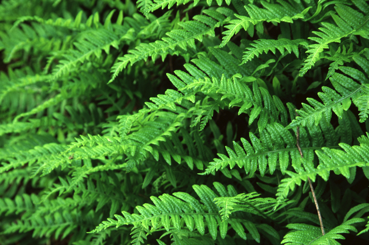 Licorice fern fronds