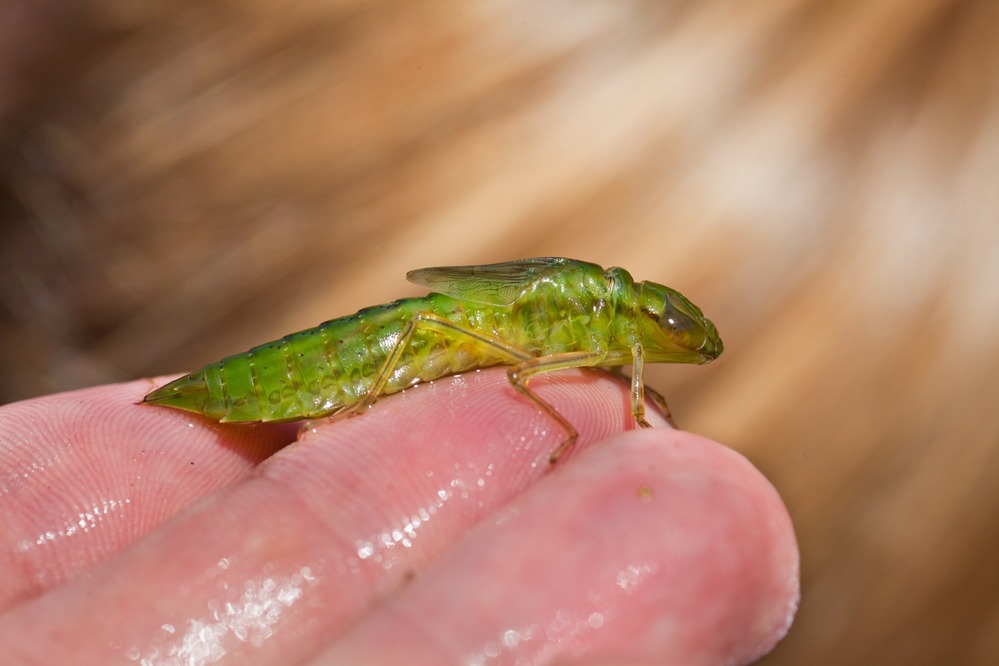 Dragonfly Nymph