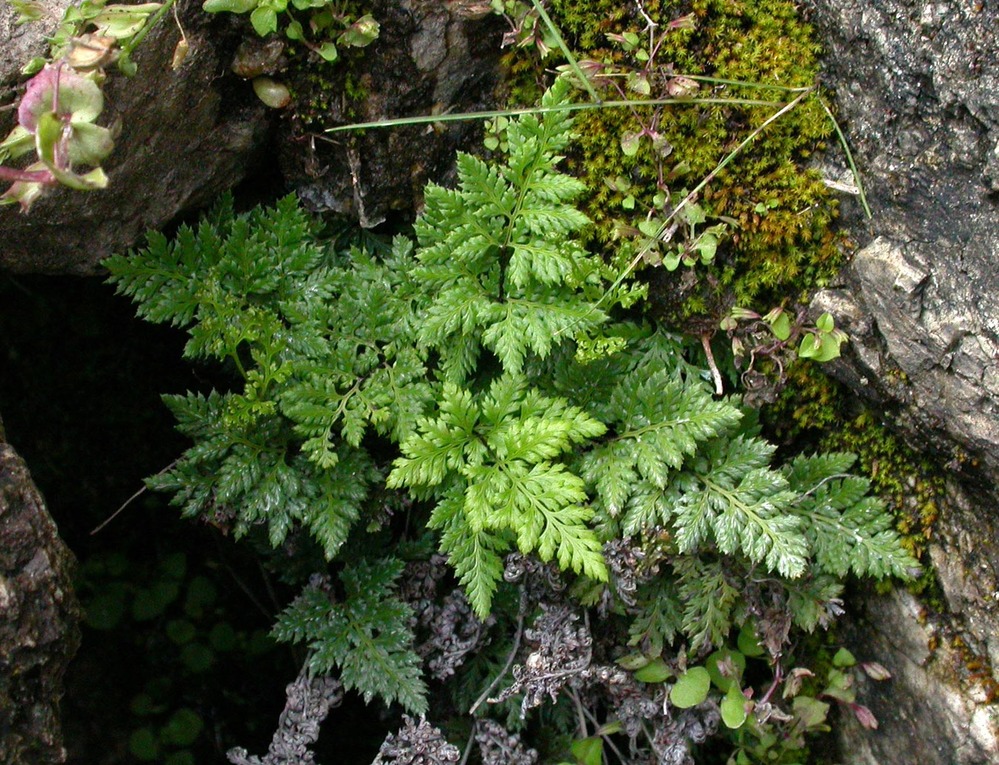 California lace fern growing among mosses in a rock crevice