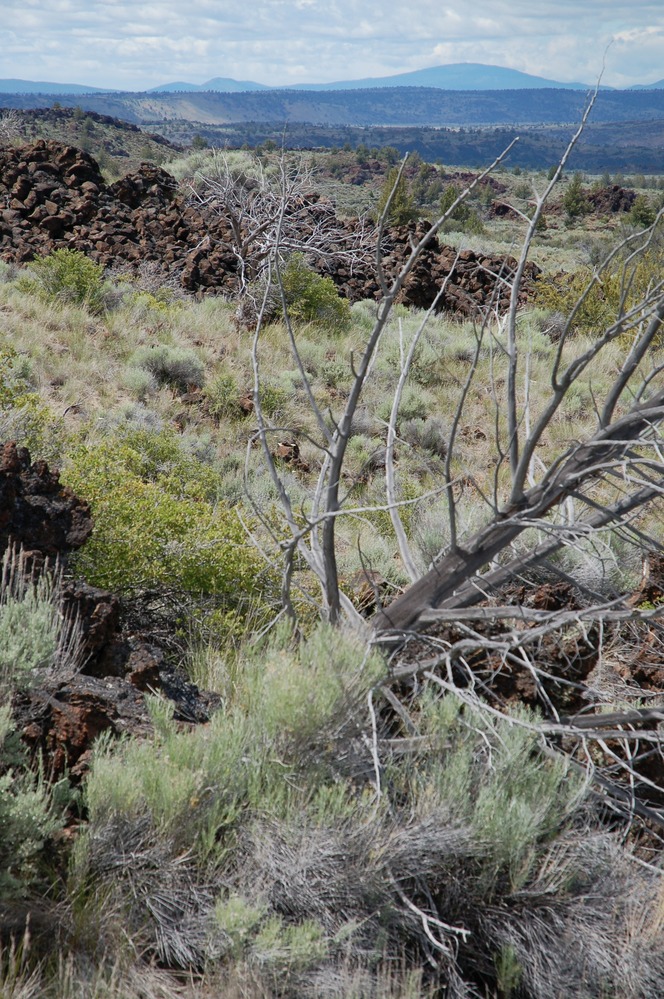 Vegetation takes hold on a 65,000 year old lava flow.