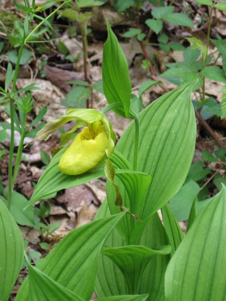 Yellow Lady's Slipper blossom gently leaning against a leaf.