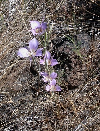 Delicate lavender Mariposa lilies dot the landscape in mid-summer.