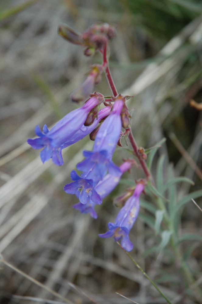 Six species of brilliant purple penstemon carpet Lava Beds in early summer.
