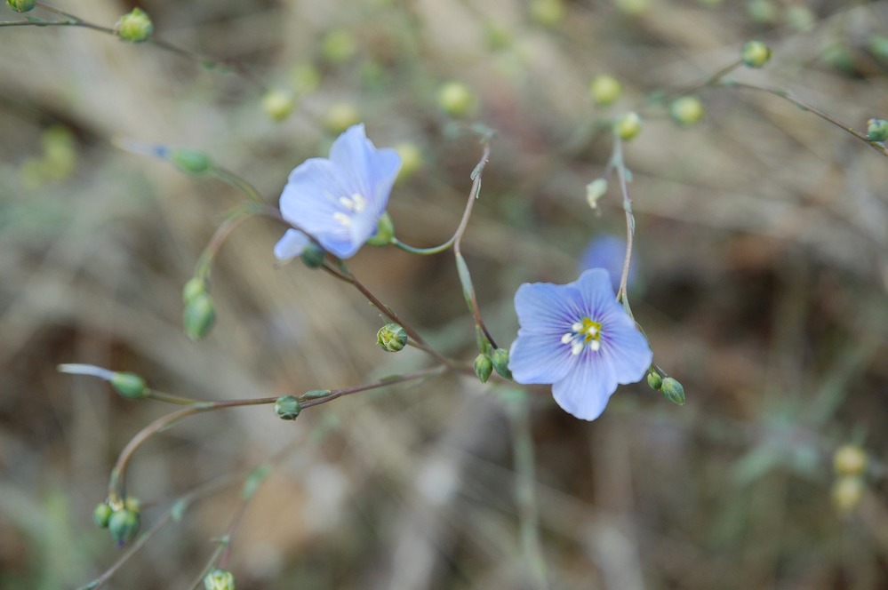 Blue flax on the Whitney Butte Trail, early summer 2009.