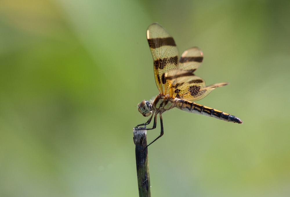A dragonfly perches on a twig.