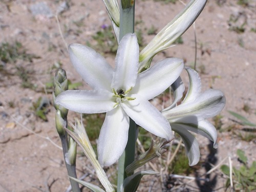 Ajo Lily with Pollinator at Lake Mead