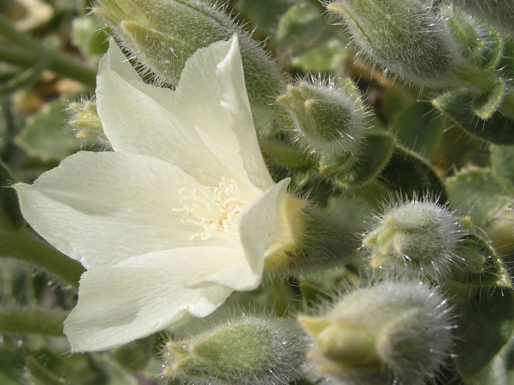 Sand Blazing Star located at Lake Mead