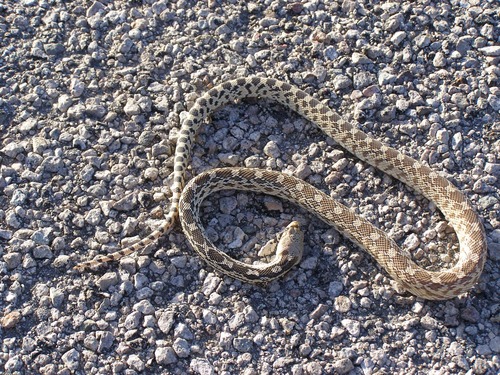 Gopher Snake located at Lake Mead