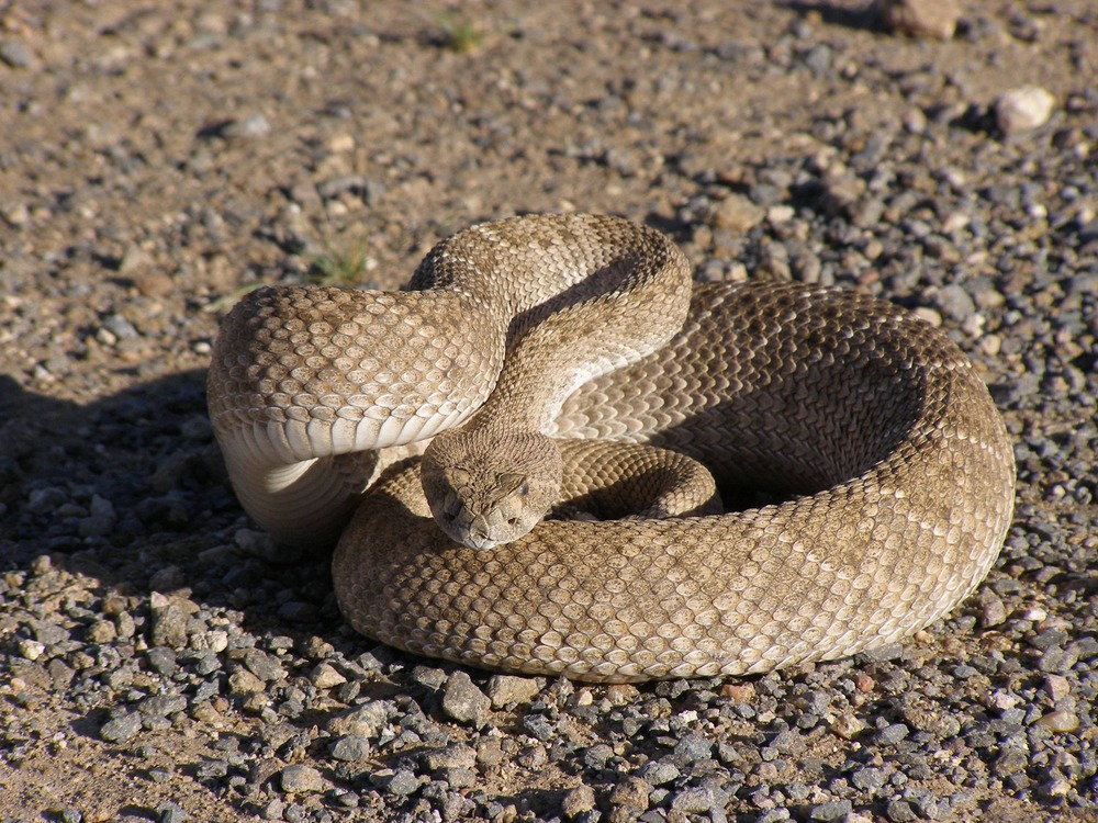 Western Diamondback in Lake Mead