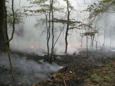 NEP #1 on the Neighbor Mountain Fire in Shenandoah National Park in VA. (2012)