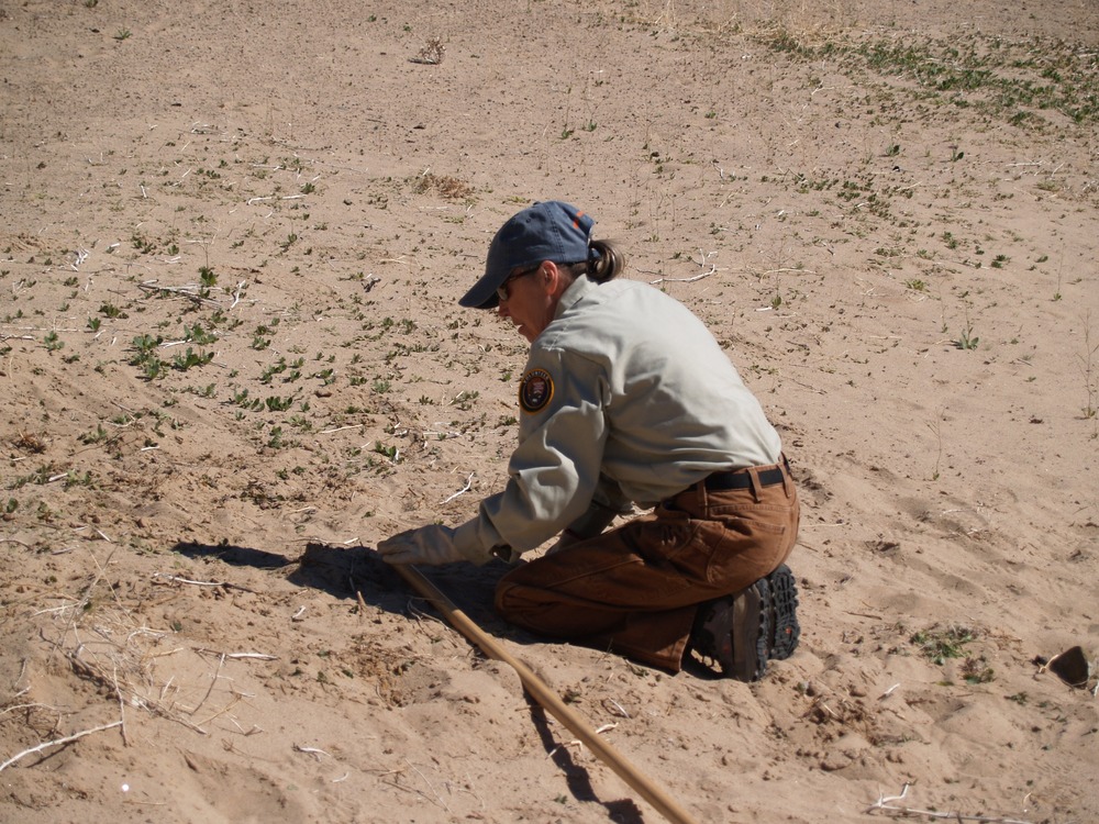Pulling Sahara Mustard