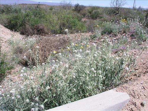 Dimorphocarpa wislizeni. Big Bend National Park, Panther Junction Housing Area. March 2005