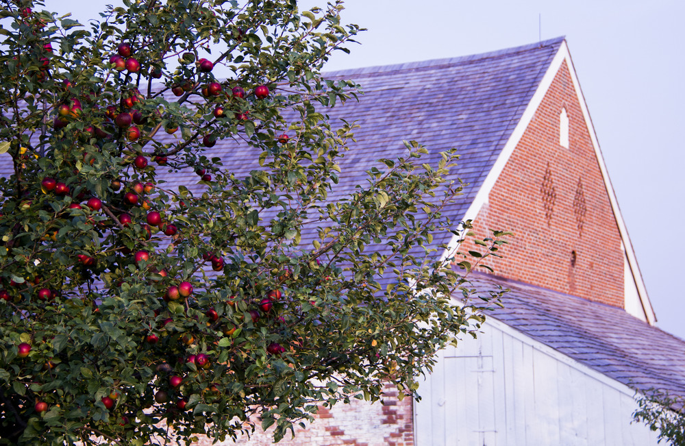 The Trostle Barn during apple harvest.