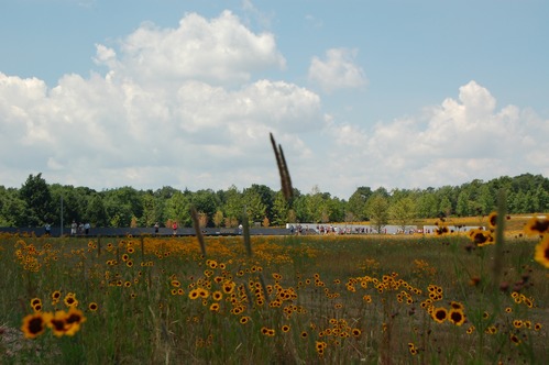 Wildflowers blooming at the Memorial Plaza