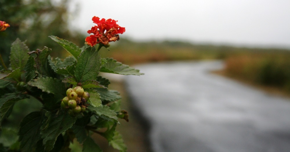 A plant with a red bloom next to the trail