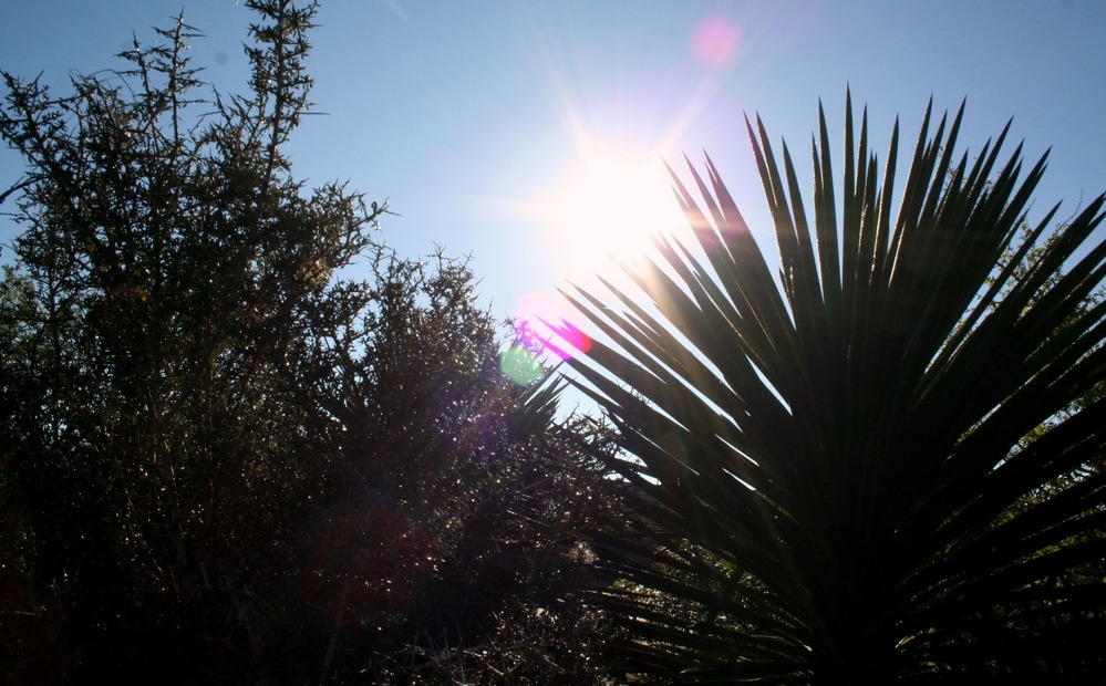 The sun rises over the chaparral