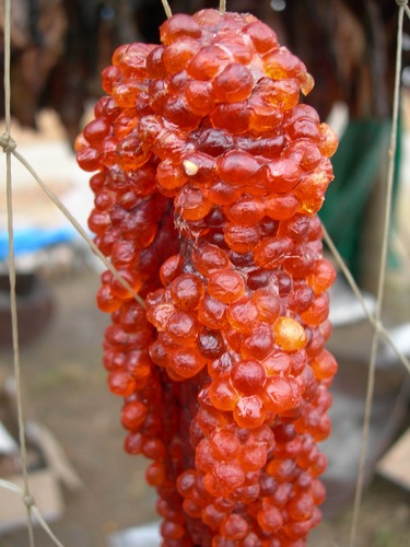Cluster of red fish eggs
