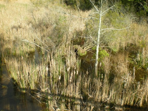 Looking over the footbridge at the Pitch and Tar swamp.