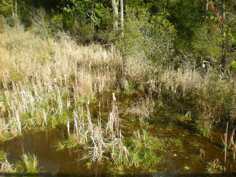 View of the Pitch and Tar swamp, with some cattails, as you cross the footbridge to the Historic site.
