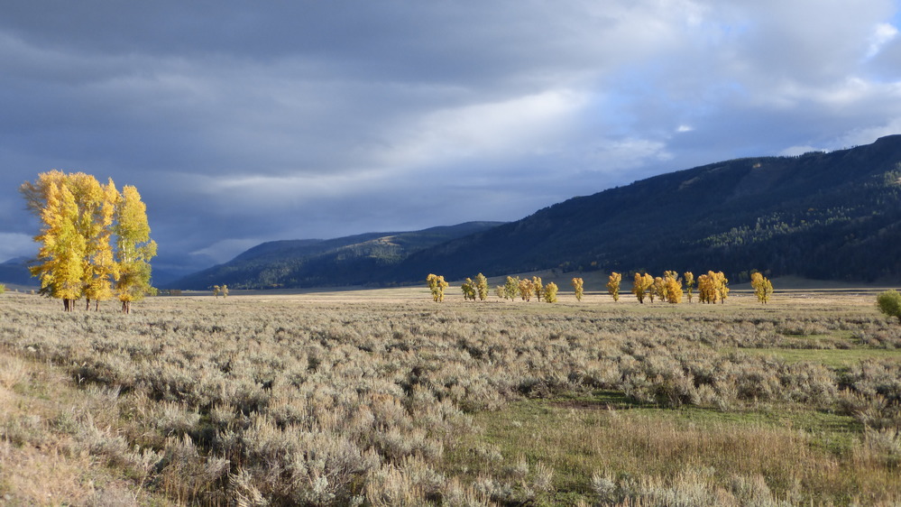 Fall colors in Lamar Valley