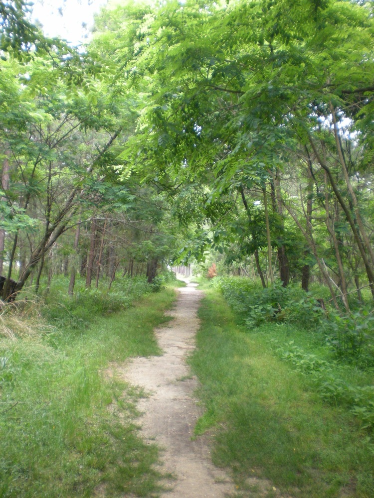 Footpath to Black Point, the tip of Jamestown Island.