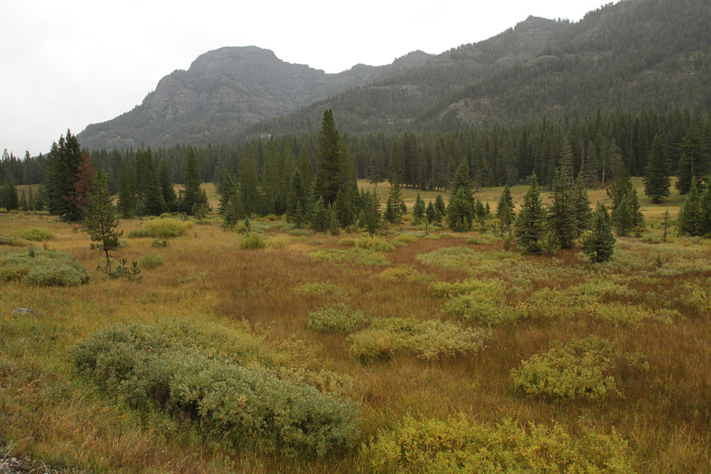 Fall colors along Soda Butte Creek