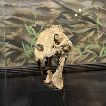 "toy sabertooth" skull