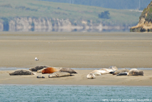 Harbor seal mothers and pups on a sandbar near the mouth of Drakes Estero.